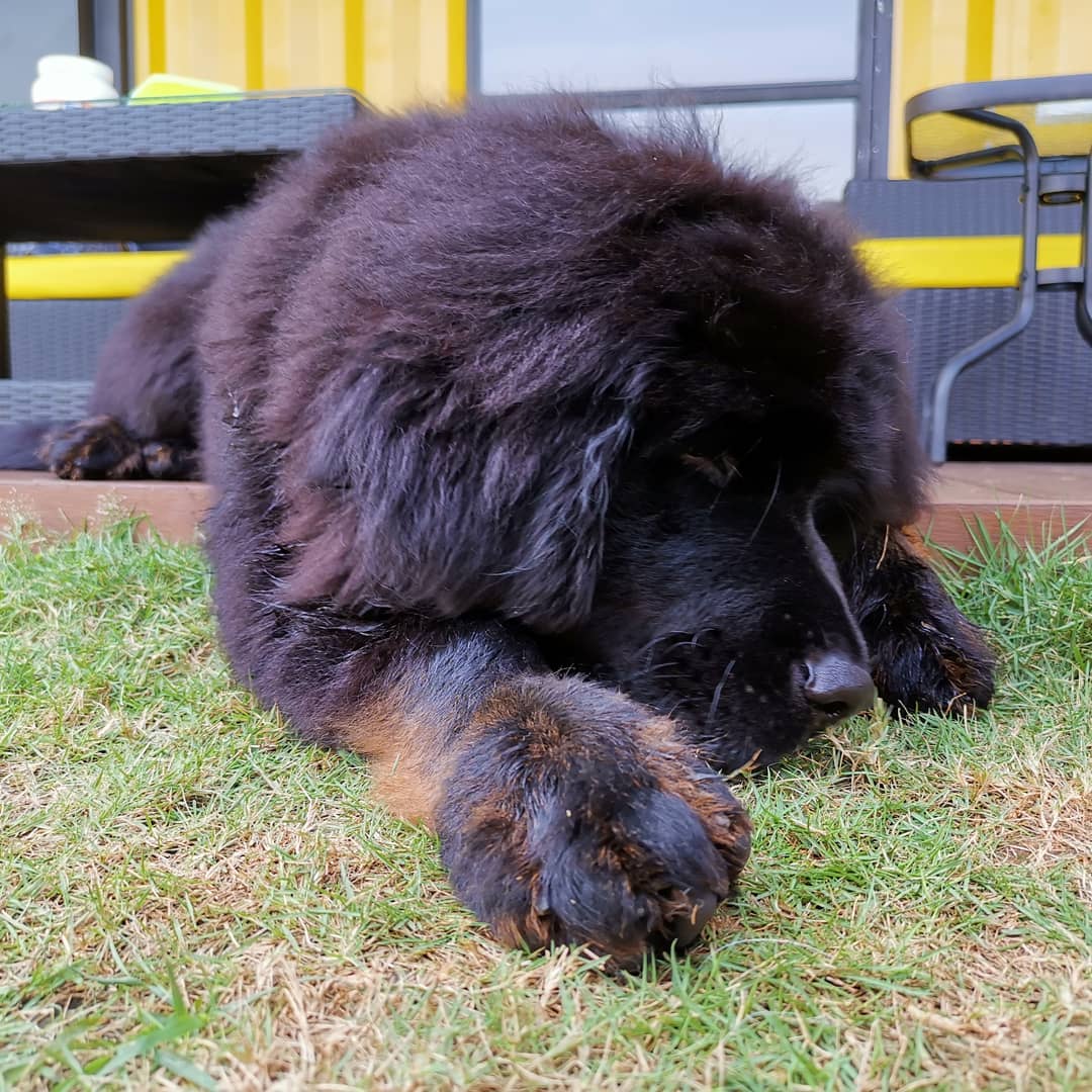 A black Tibetan Mastif sleeping on the grass