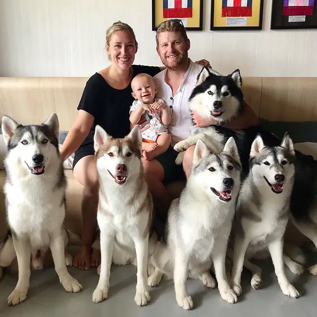 a couple with their baby sitting on the couch with five huskies around them