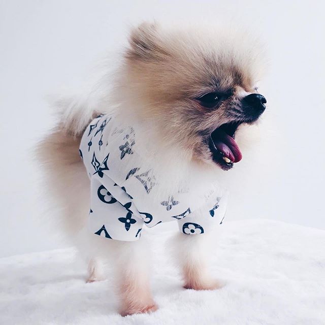 A Pomeranian wearing a shirt while standing on top of the bed and yawning