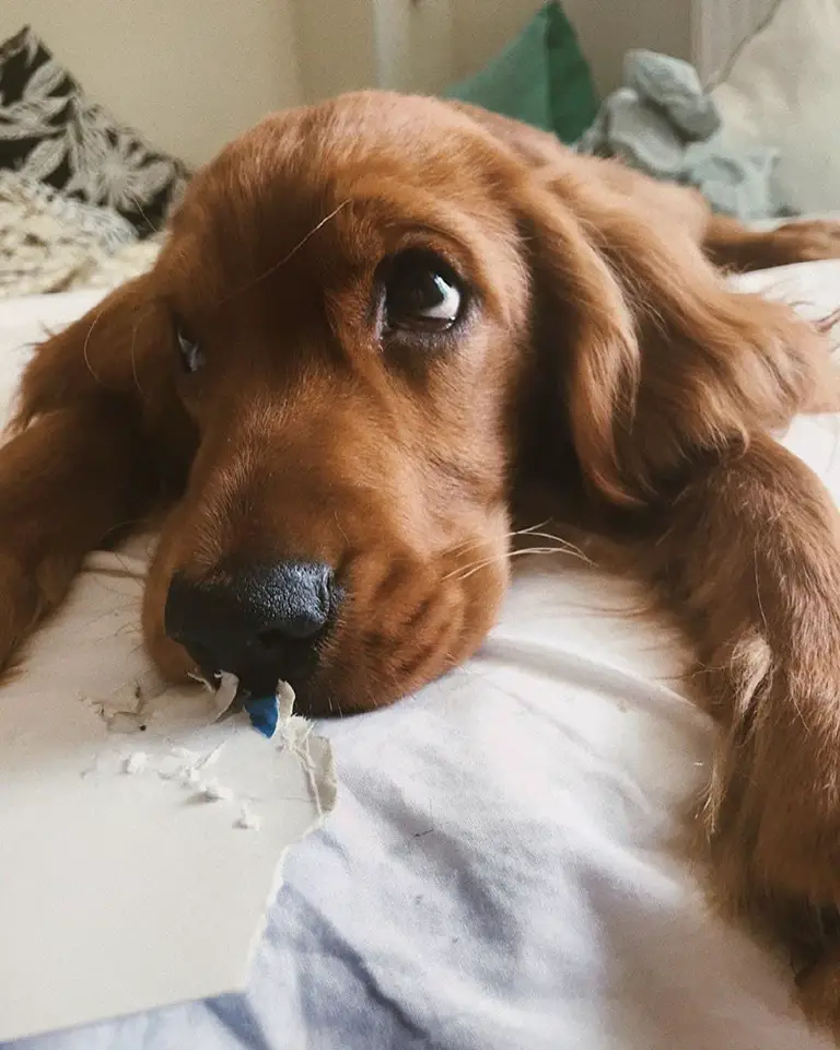 A Cocker Spaniel puppy lying on the bed with torn carboard paper in front of its mouth