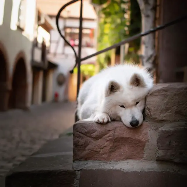 Samoyed sleeping on the stairs in the hallway