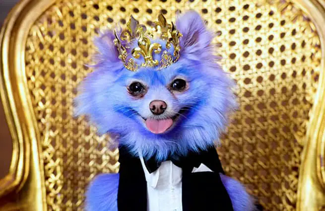 A purple Pomeranian wearing a suit and bow tie, and a crown while sitting on a gold chair