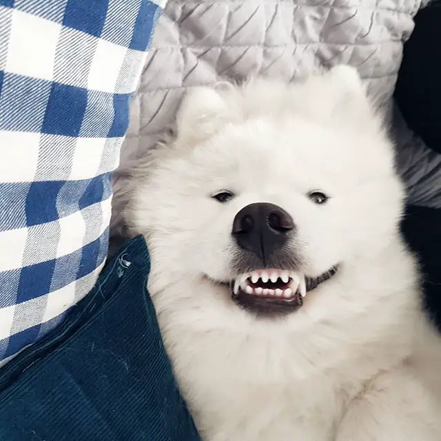 smiling Samoyed showing its teeth
