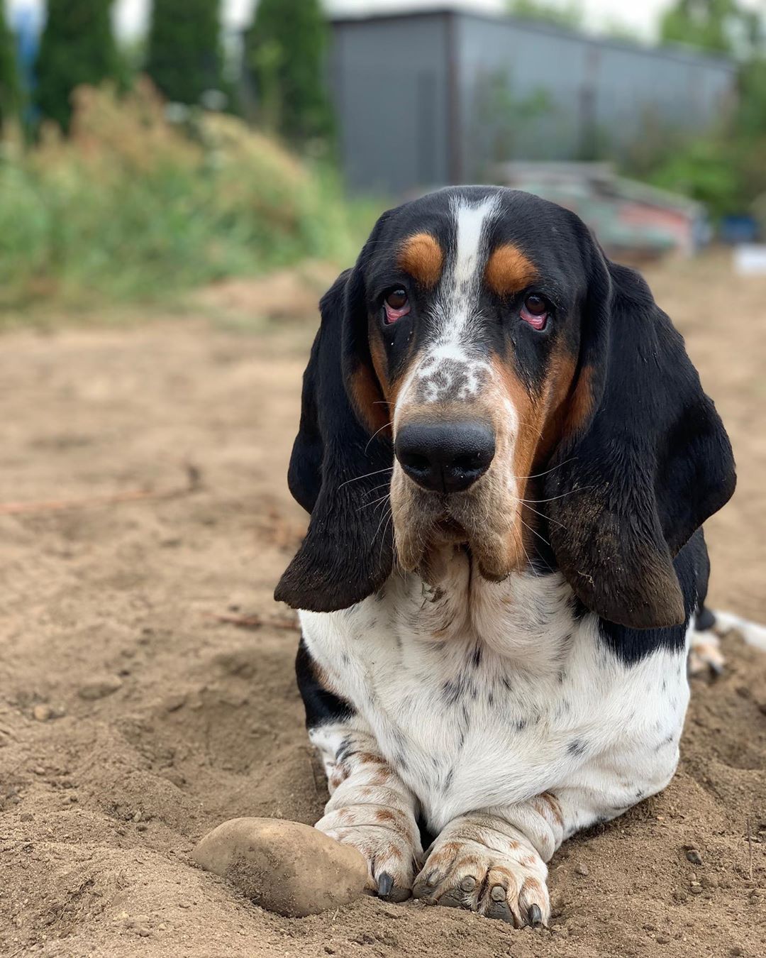 A Basset Hound lying in the sand