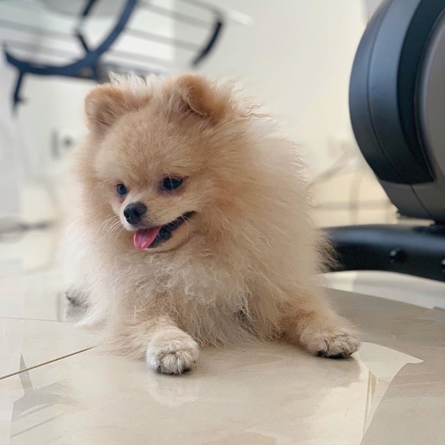 A Pomeranian lying down on the floor next to the gym equipment