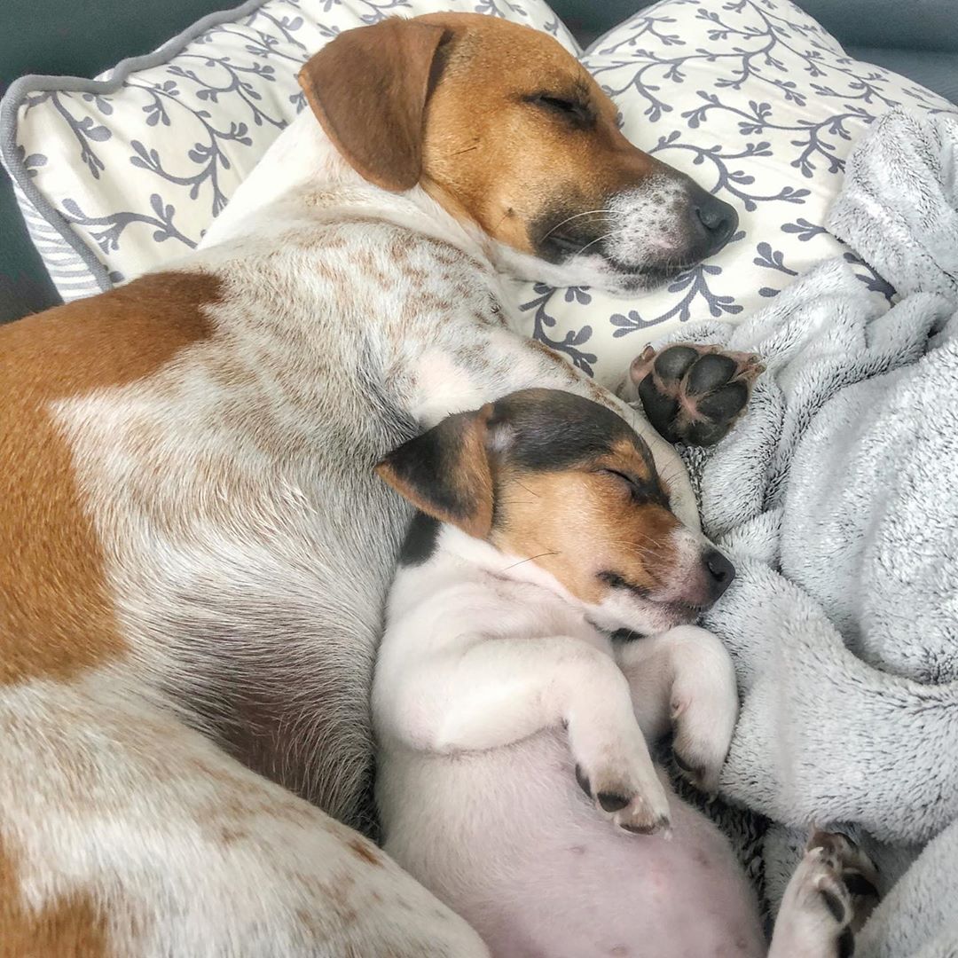 adult and puppy Jack Russell Terriers sleeping soundly in their bed