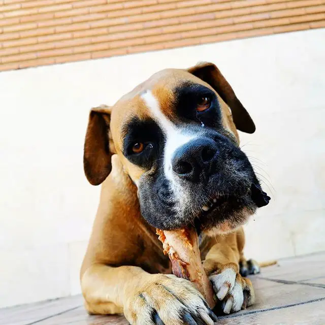 A Boxer lying on the floor while biting a bone