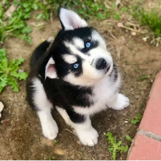 A Siberian Husky puppy sitting on the ground while looking up