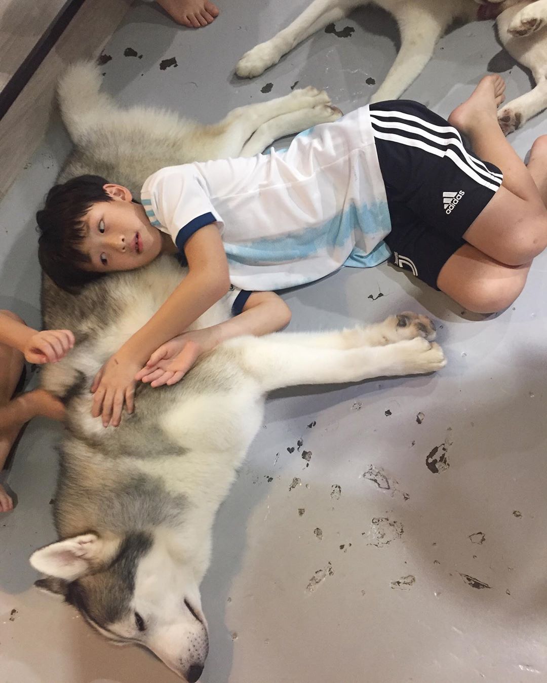 A Husky lying on the floor with a boy making him a pillow and petting him