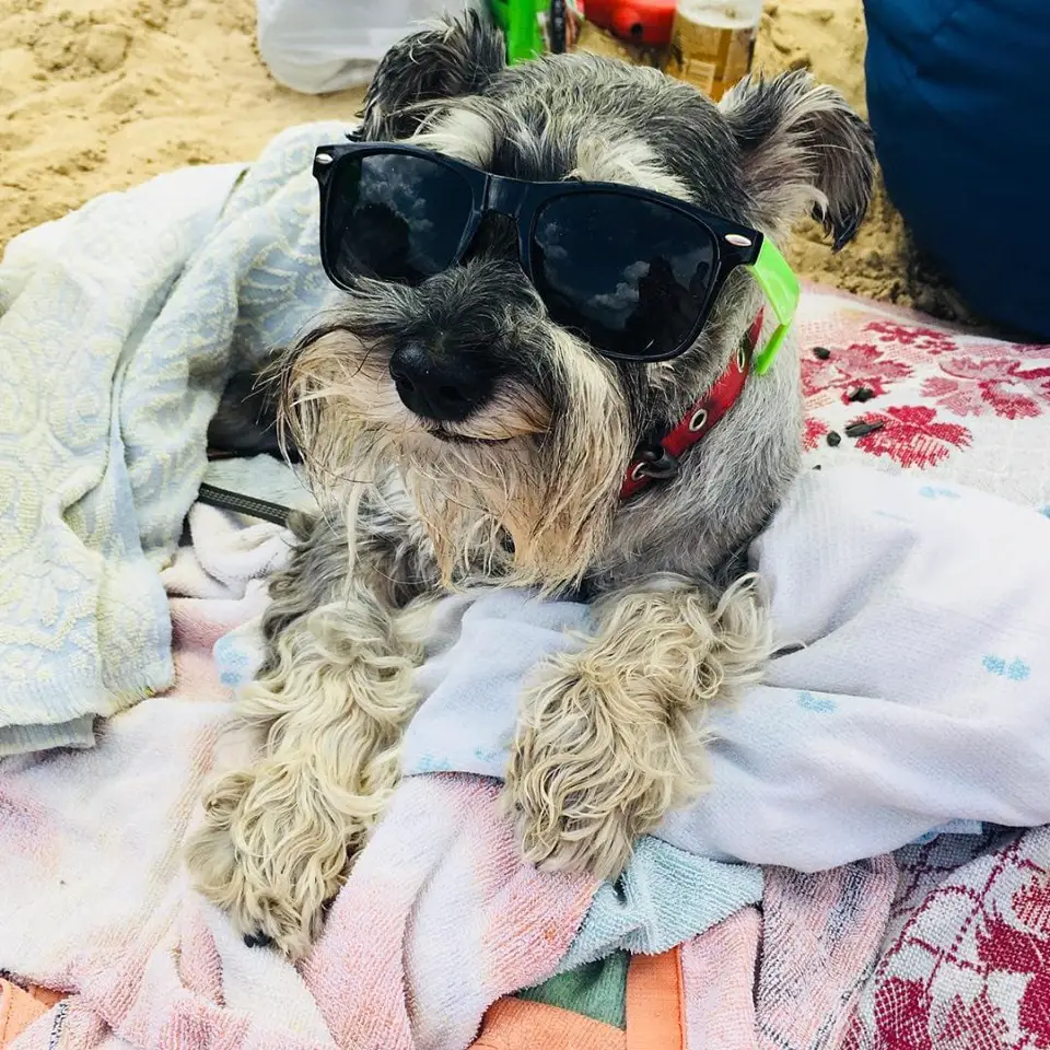 A Schnauzer wearing sunglasses while lying on the blanket at the beach