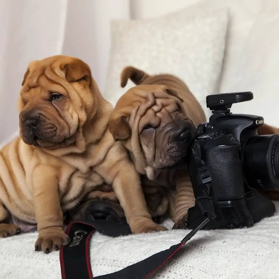 two Shar-Pei puppies lying on the couch beside the camera
