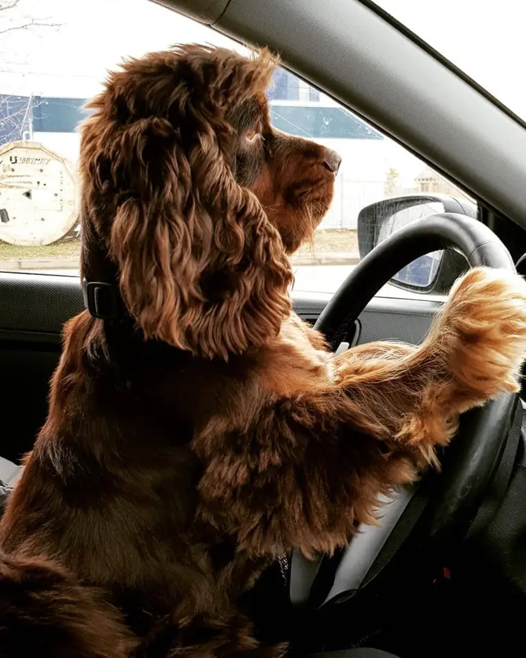A Cocker Spaniel sitting on its owners lap in the drivers seat with its front legs are leaning against the steering wheel inside the car