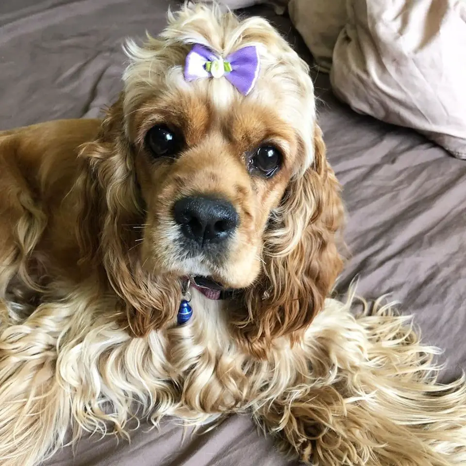 A Cocker Spaniel with a purple ribbon tie on top of her head while lying on the bed