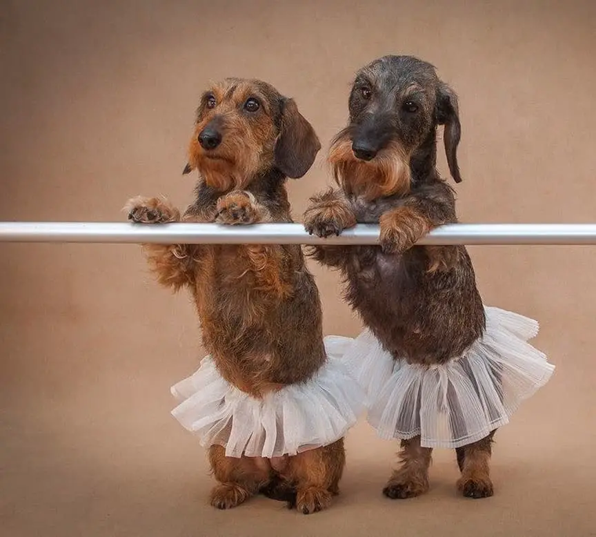 two Dachshund wearing a white tutu standing behind with their paws on top of the steel bar