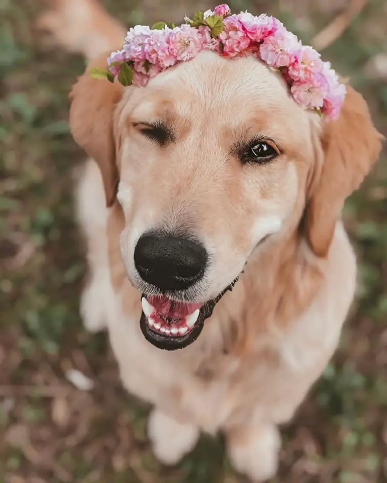 A Golden Retriever sitting on the ground wearing a pink flower head band while smiling