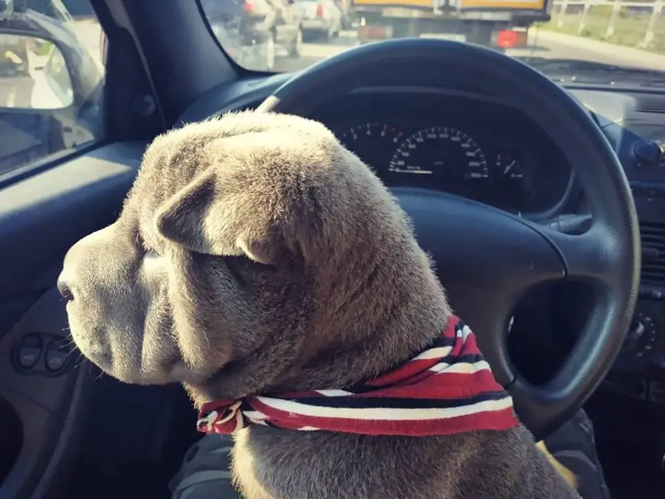 Shar-Pei sitting on the lap of the person in the driver's seat while looking at the window