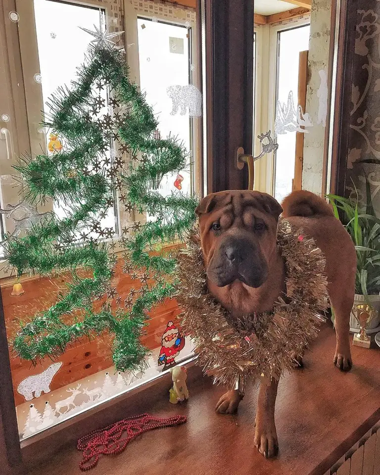 Shar-Pei wearing a silver tinsel around its on the counter top by the glass window with a green tinsel formed into a tree
