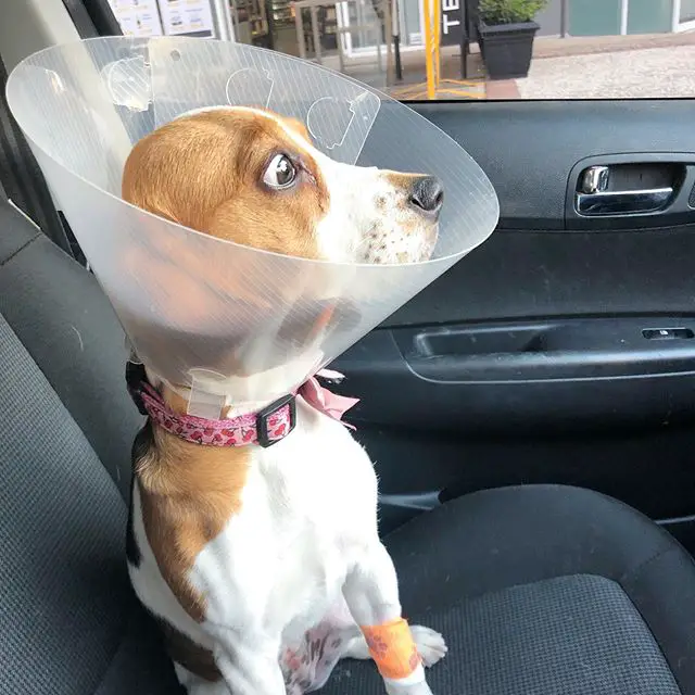 A Beagle wearing a protective collar while sitting in the driver's seat