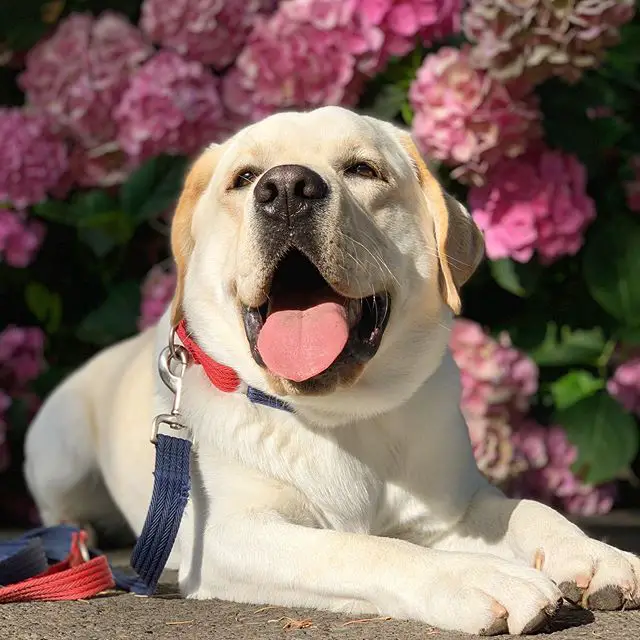 A yellow Labrador lying on the pavement with pink hydrangea flowers behind him
