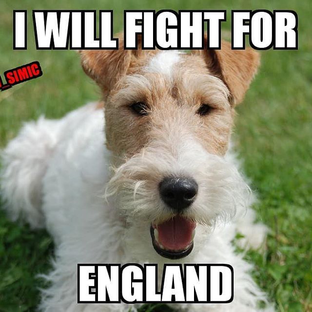 photo of a Fox Terrier lying on the grass and with text - I will fight for england