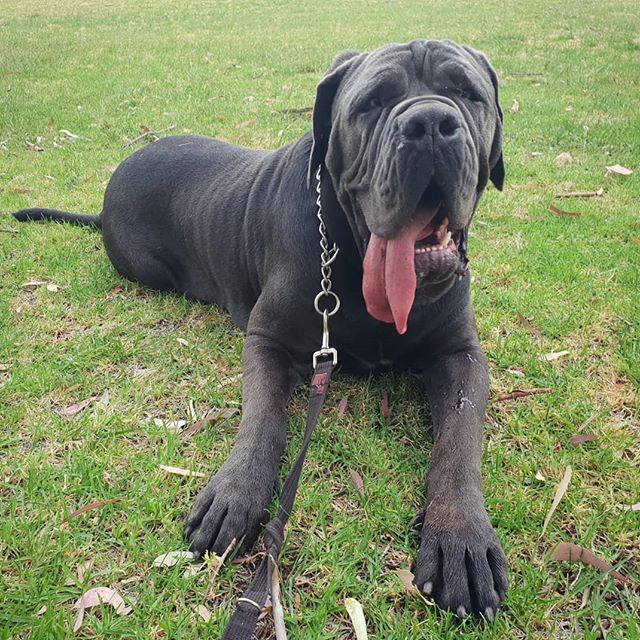 A Neapolitan Mastif lying on the grass with its tongue sticking out on the side of its mouth