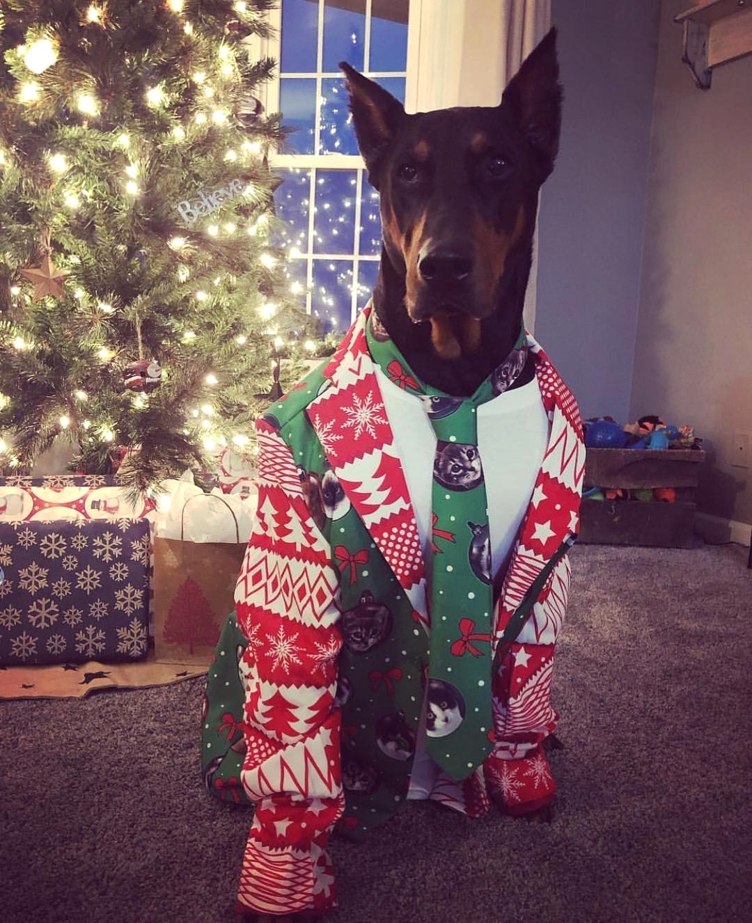 A Doberman in its christmas outfit while sitting on the floor in front of the christmas tree