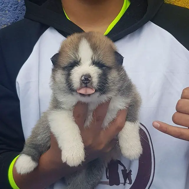 a man holding an Akita Inu puppy