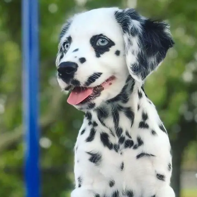 A Dalmatian puppy at the park