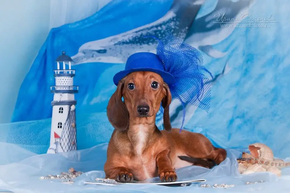 A brown Dachshund wearing a blue hat while lying on the floor