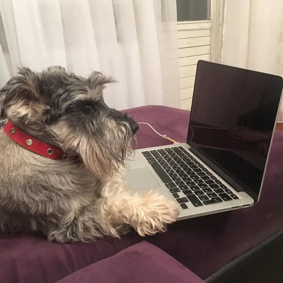 A Schnauzer lying on the couch facing the laptop