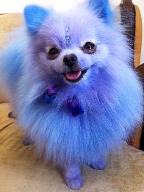 A blue Pomeranian with stars on its forehead while standing on the couch while smiling