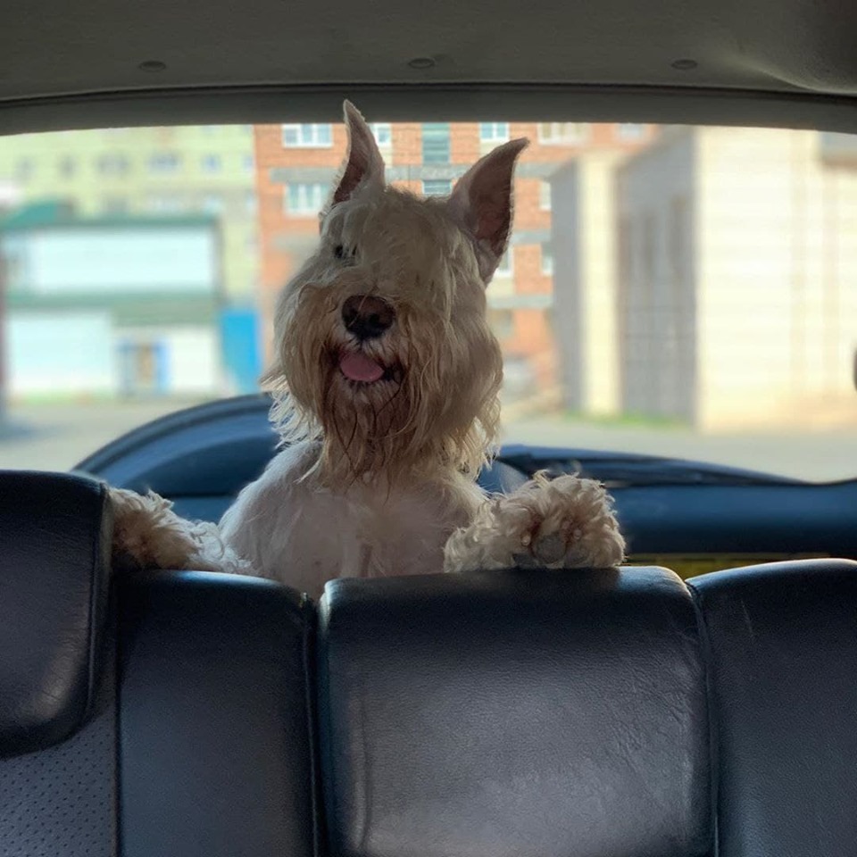 Schnauzer standing up behind the backseat in the car trunk
