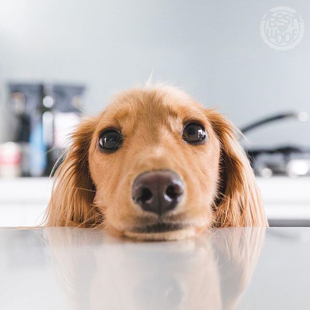 adorable face of a Dachshund at the end of the table