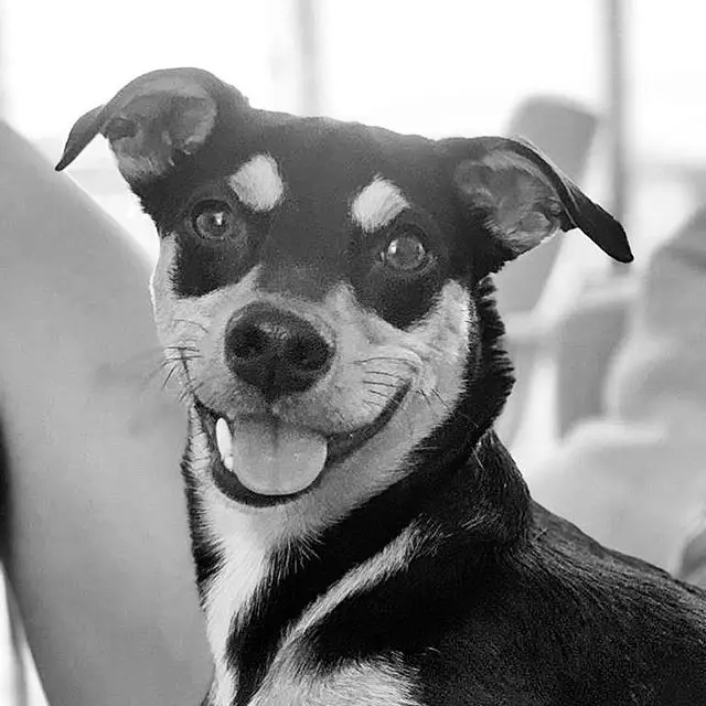 black and white photo of a smiling Jagdterrier
