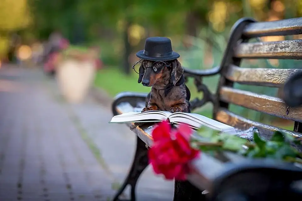 A Dachshund wearing a hat and glasses lying on top of the bench with a book and flowers in front of him