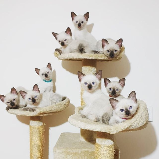 Siamese Cats resting on their tower