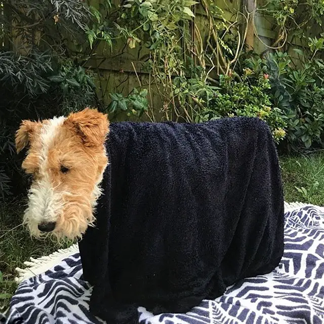 A Fox Terrier with a towel over its body while standing on the blanket in the garden