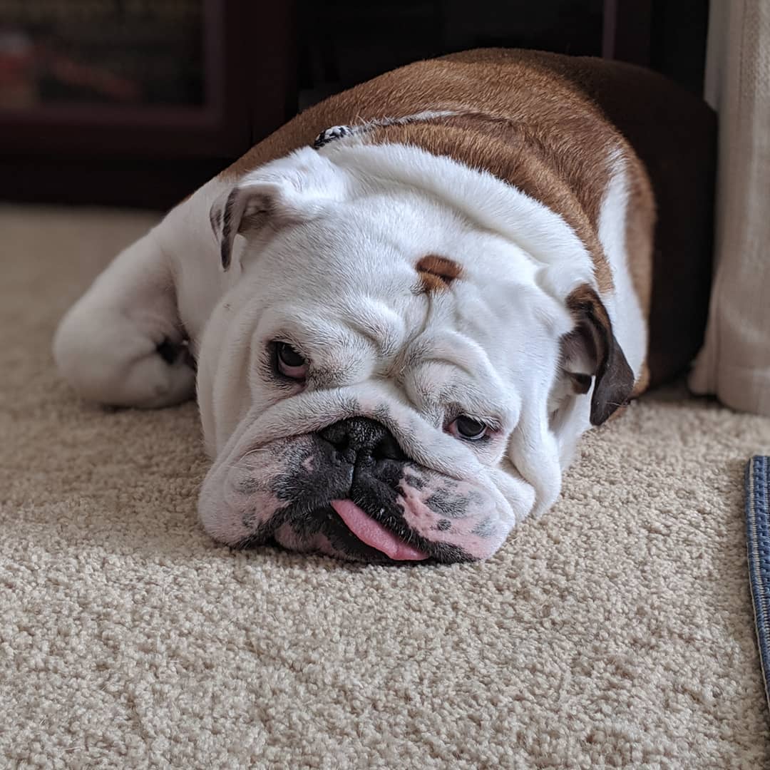 English Bulldog lying on the floor with its tired face