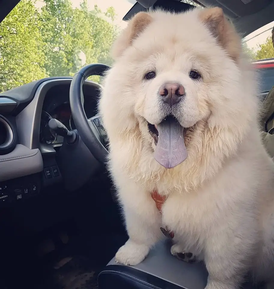 A Chow Chow sitting in the driver's seat while smiling with its tongue out