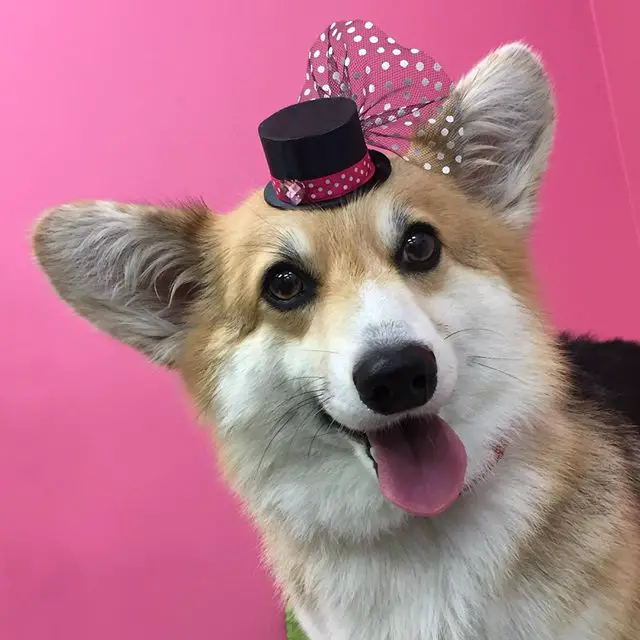 A Corgi wearing a small hat in top of its head while standing in front of a pink wall