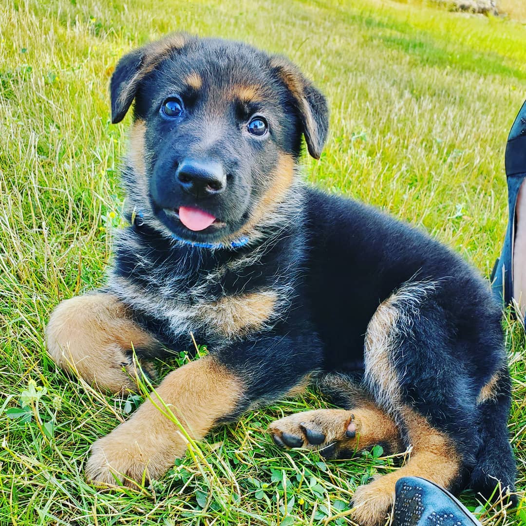 German Shepherd puppy lying down on the green grass