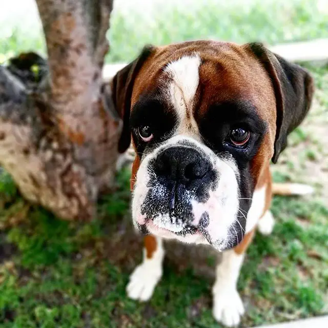 A Boxer sitting on the grass under the tree with its sad face