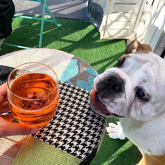 English Bulldog standing on the floor while staring at a cup of wine in the hands of woman