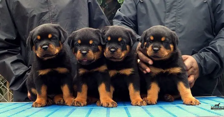 four Rottweiler puppies sitting on top of the table with two people behind them
