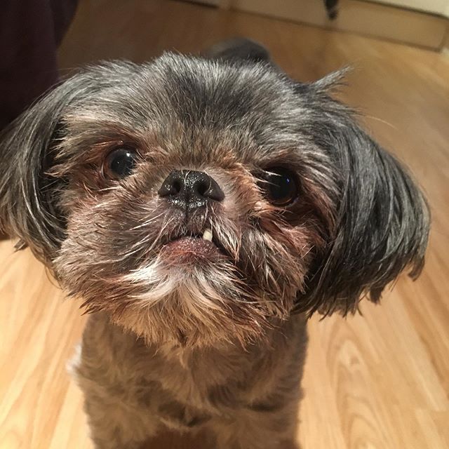 Shih Tzu sitting on the floor with its begging face