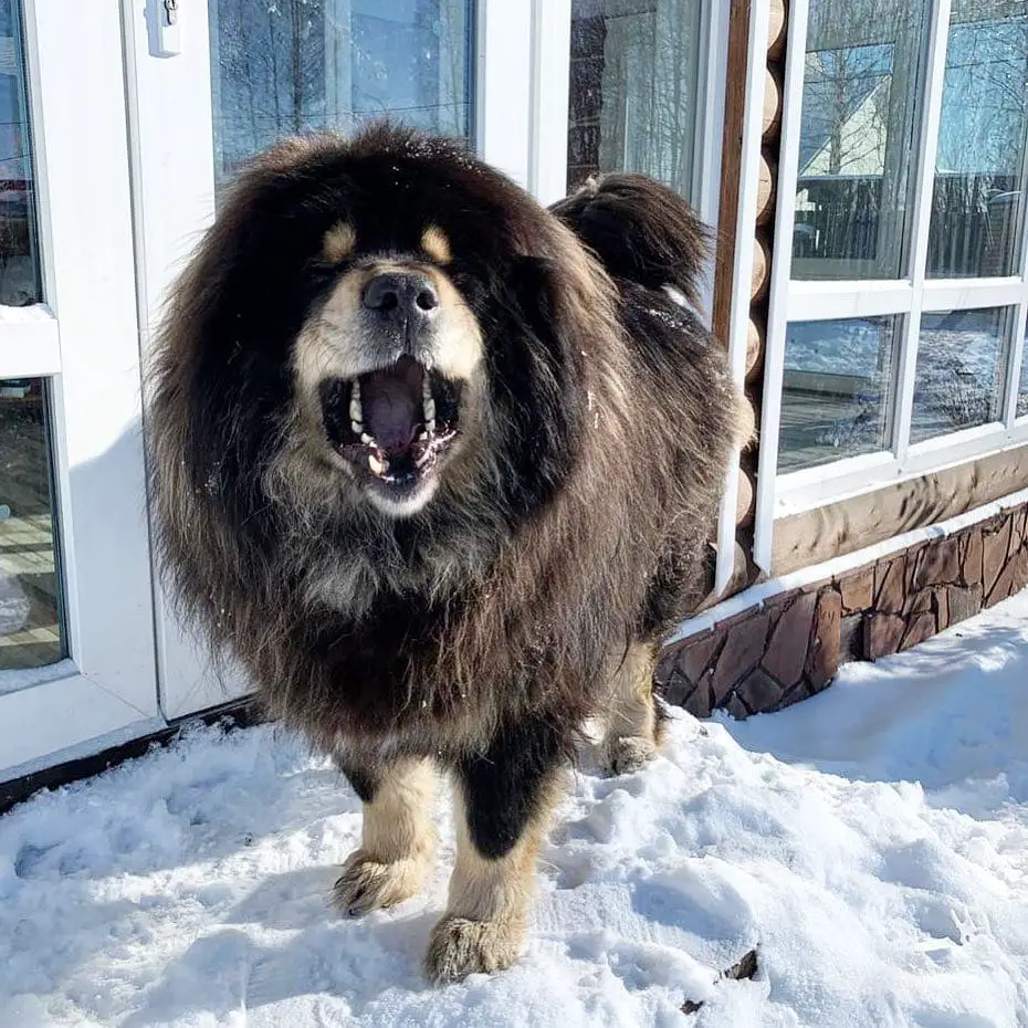 A Mastiff standing in the front door in snow with its mouth open