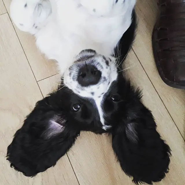 A English Springer Spaniel lying on the floor with its ears spread out
