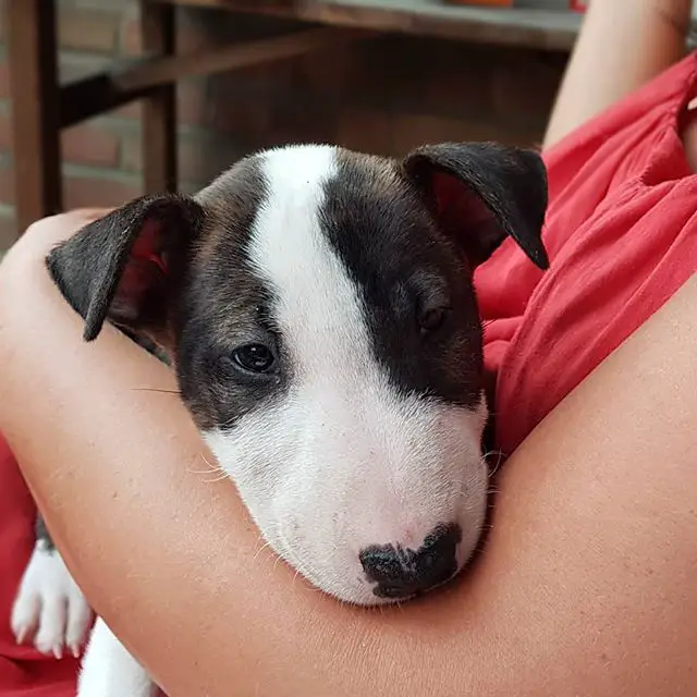 A Bull Terrier puppy in the arms of a woman