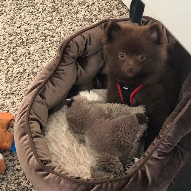 a brown Pomeranian sitting on its brown bed with its stuffed toy