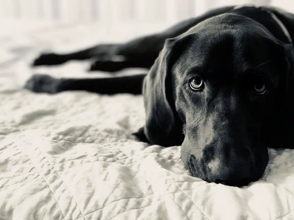 A black Labrador lying on the bed